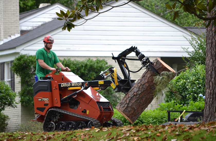 Tree Removal-Tree Felling--1